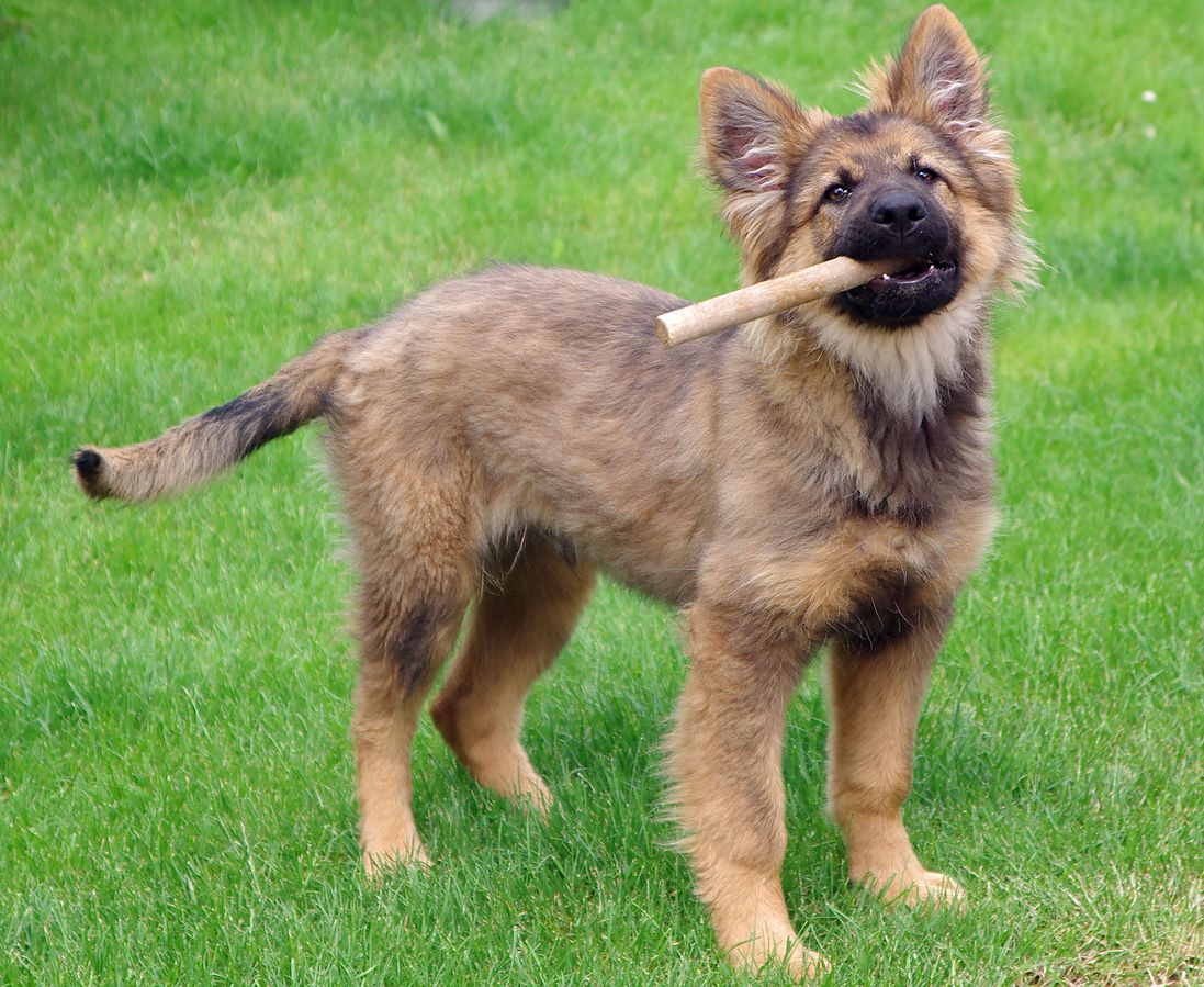 German Shepard puppy holding stick in mouth